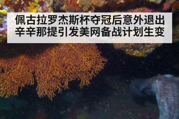 佩古拉罗杰斯杯夺冠后意外退出辛辛那提引发美网备战计划生变